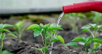 Les bonnes bases bio Les bonnes bases bio